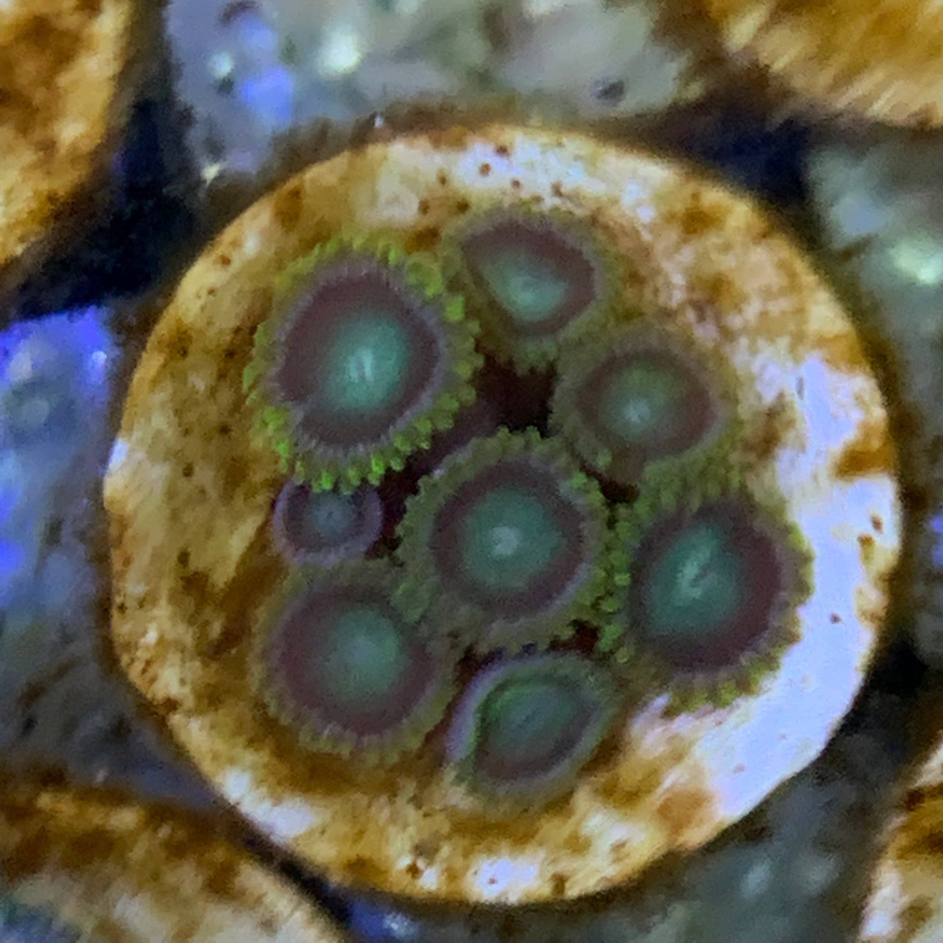 8 Polyp Radioactive Dragons Eyes Zoa frag