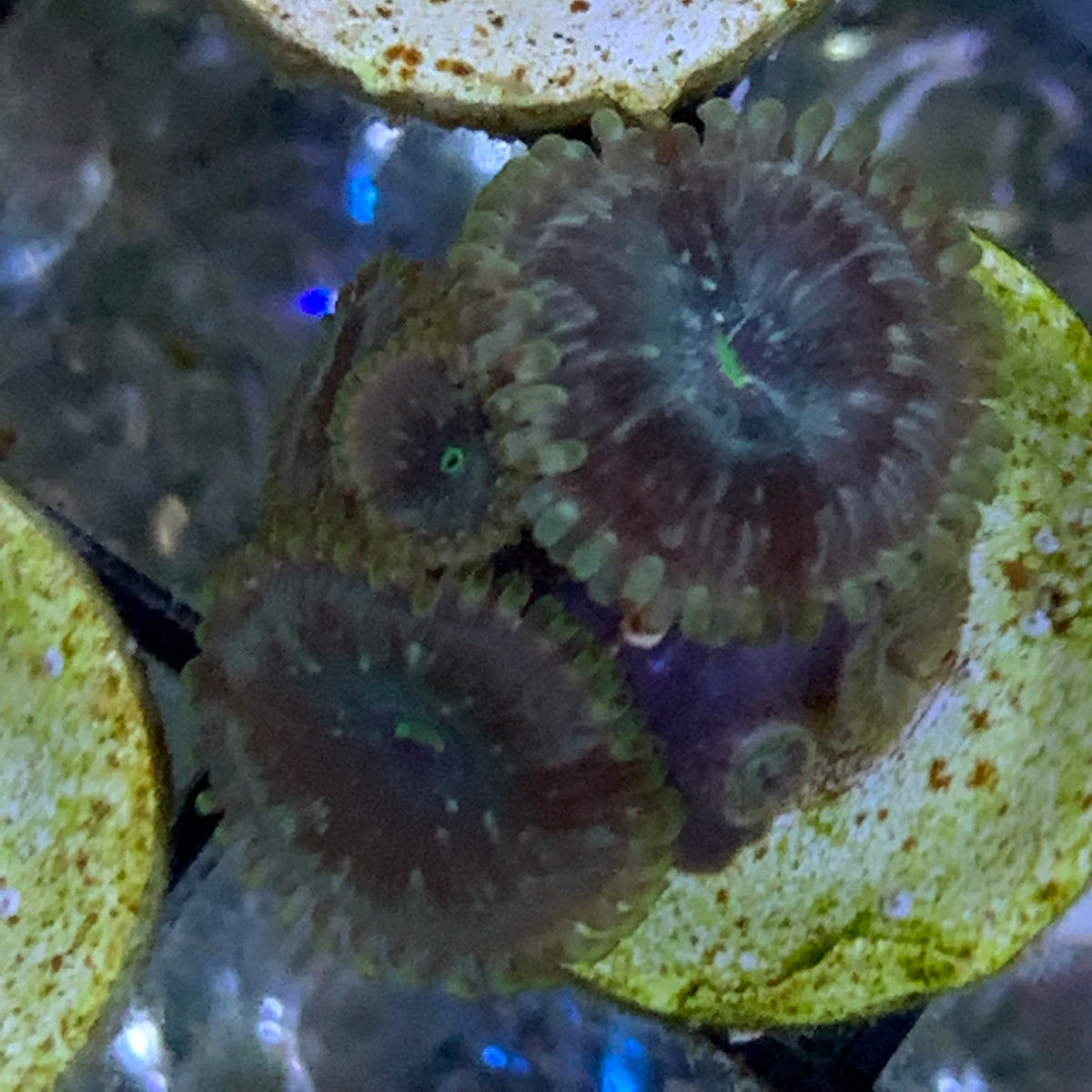 2 Polyp Zoa frag + Pups – thecoralcentre