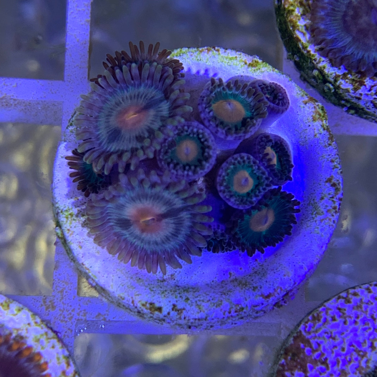 8 Polyp Zoa frag