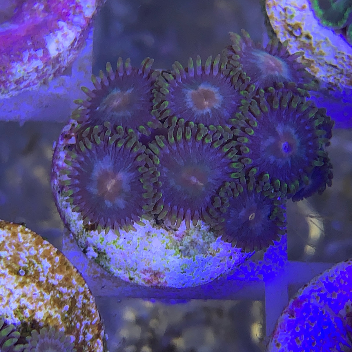 7 Polyp Zoa frag