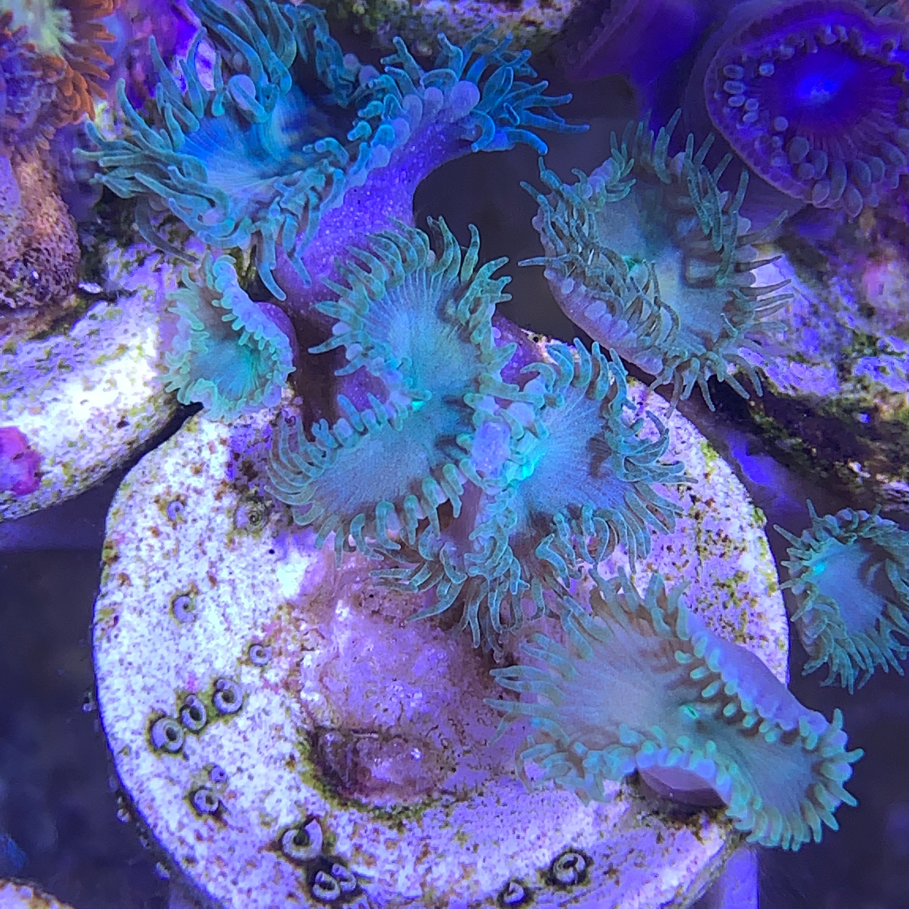 4 Polyp Zoa frag