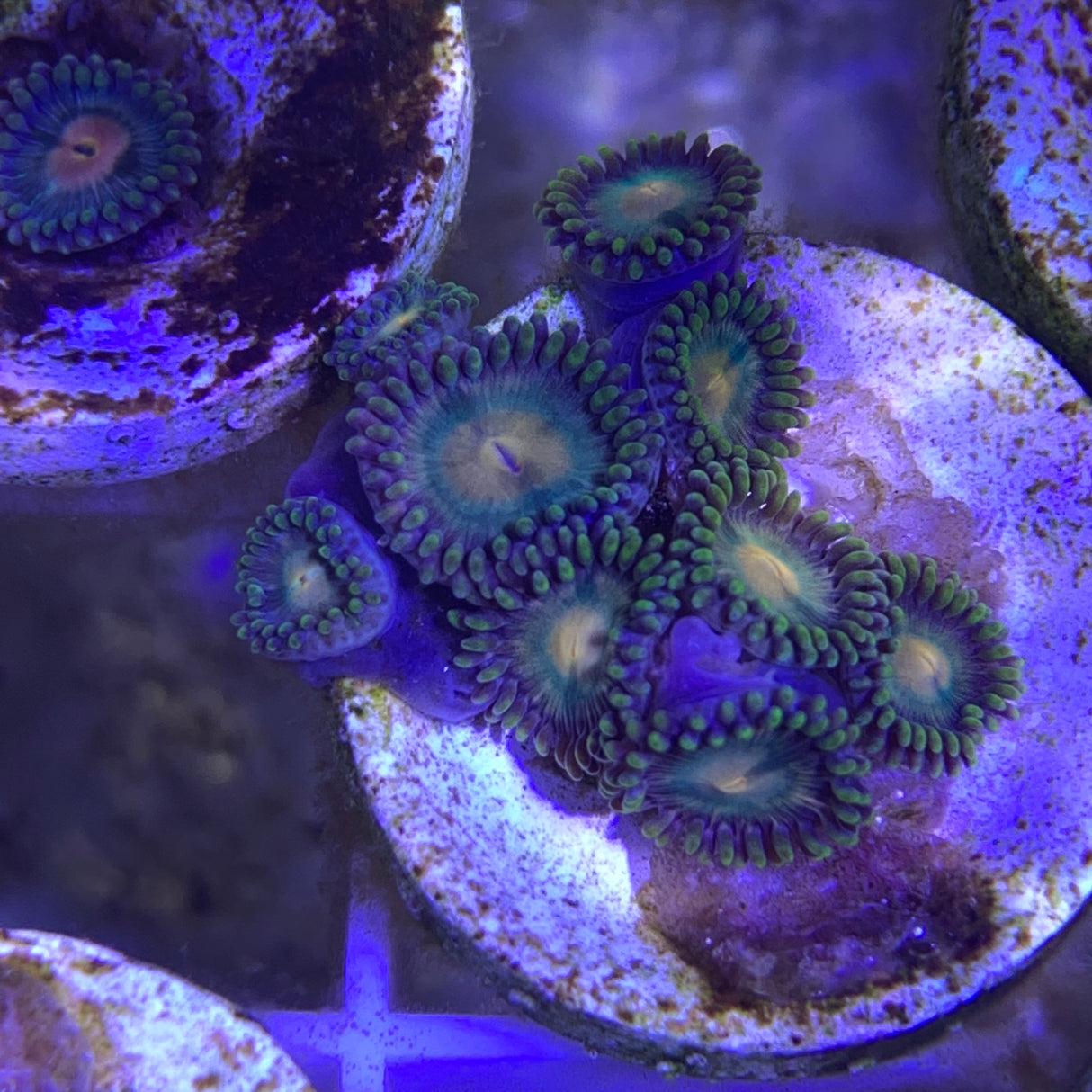 8 Polyp Zoa frag