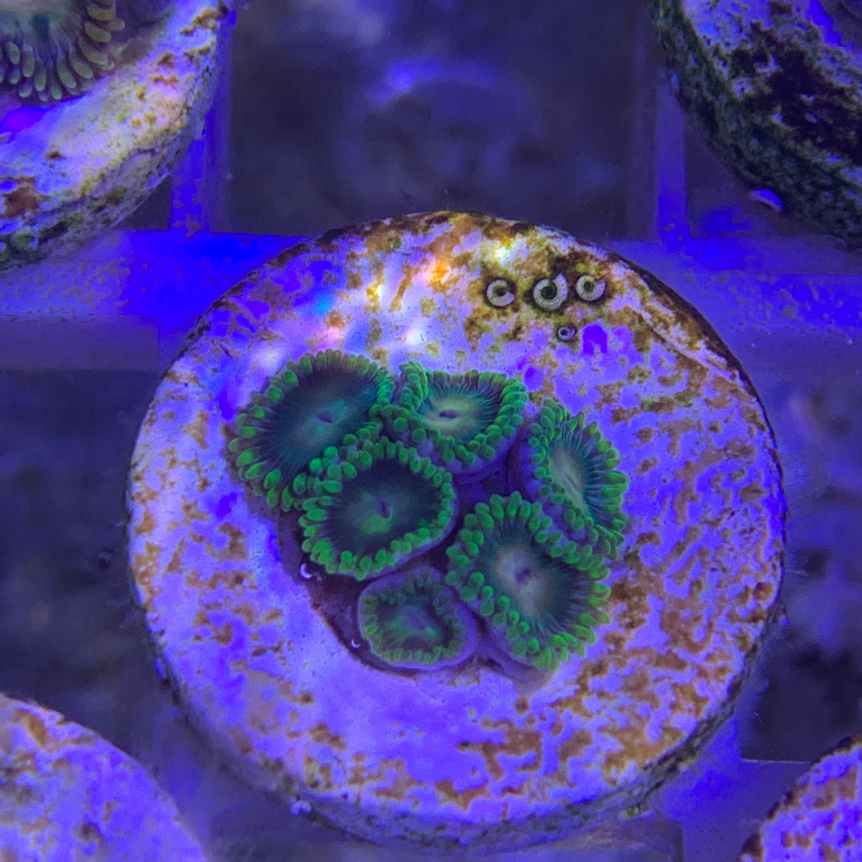 6 Polyp Zoa frag