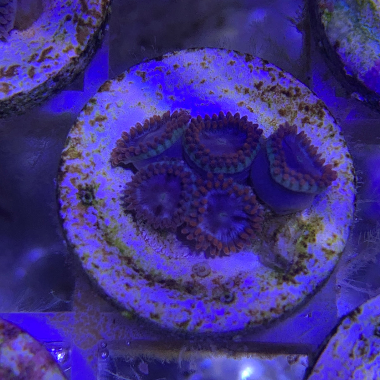 5 Polyp Zoa frag