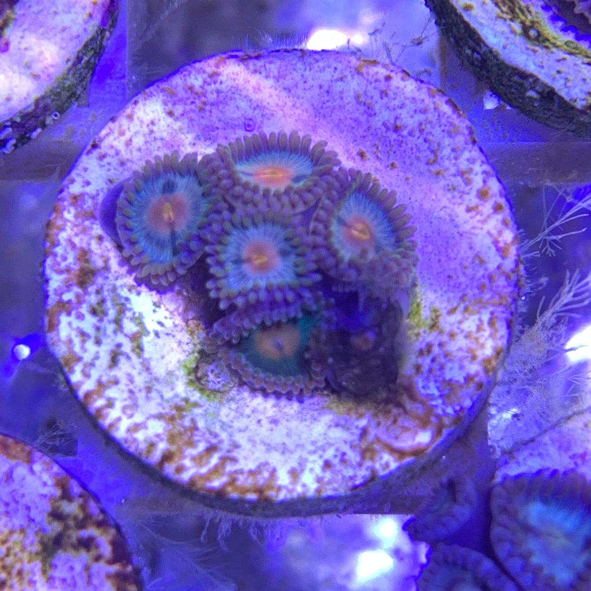 5 Polyp Zoa frag