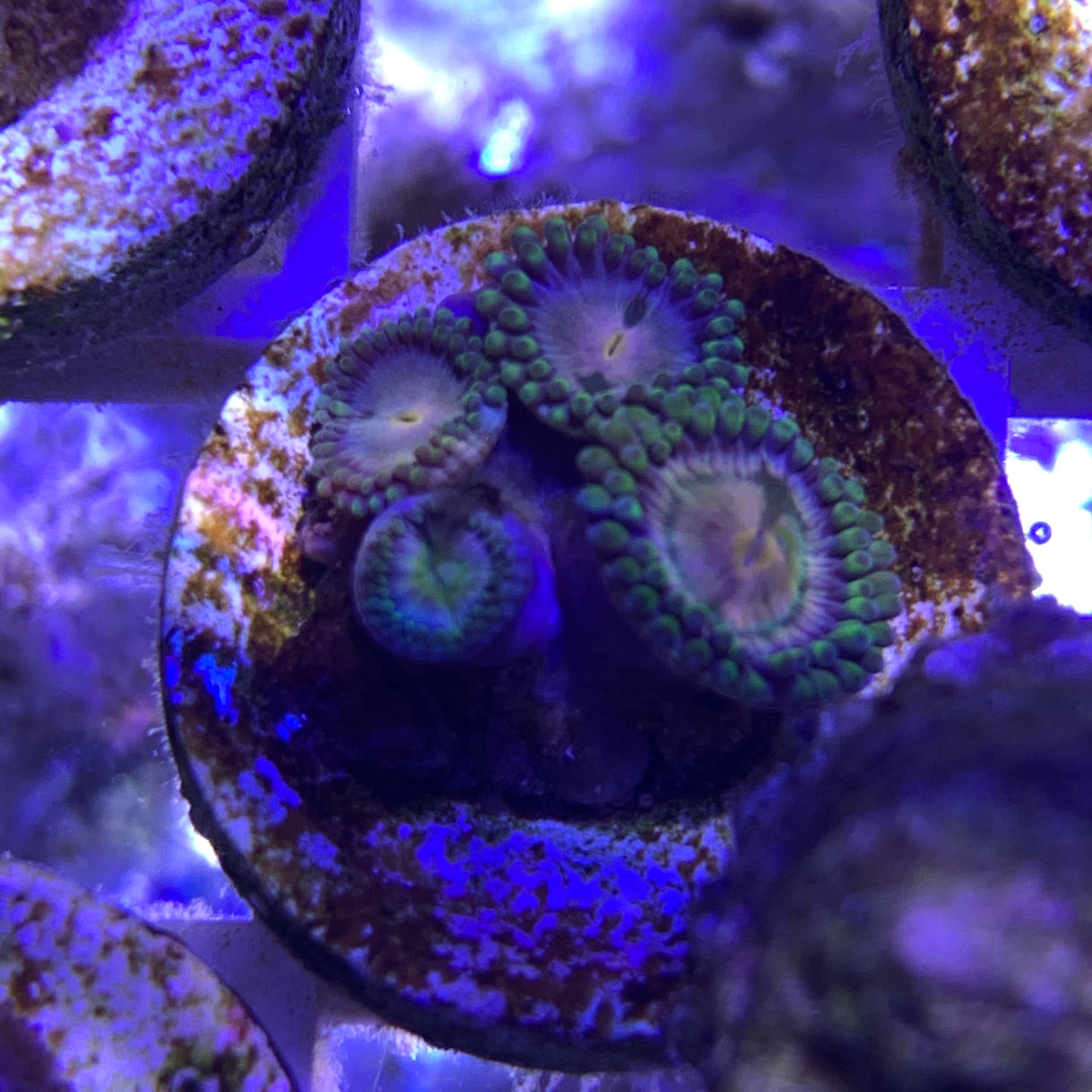 4 Polyp Zoa frag