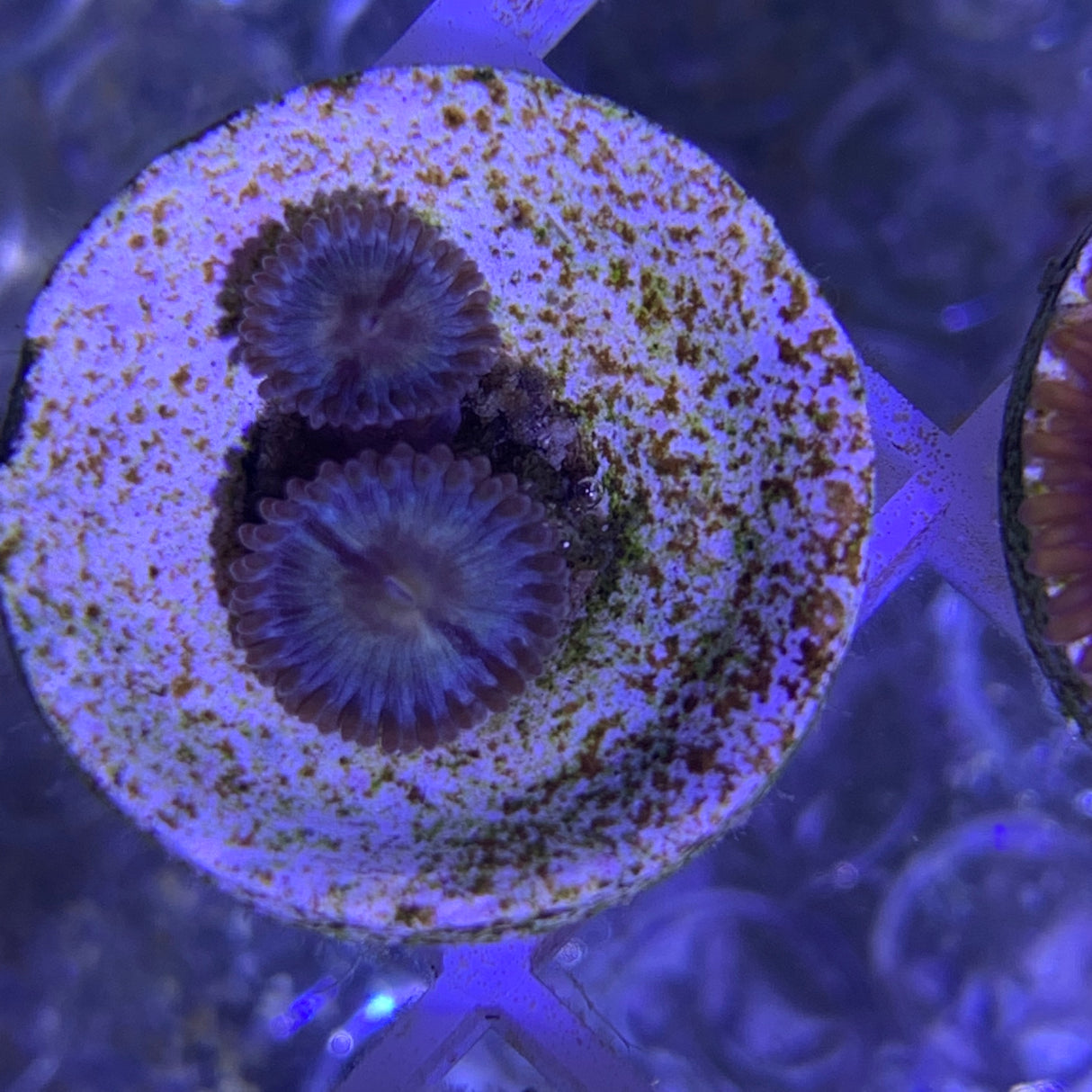 2 Polyp Zoa frag