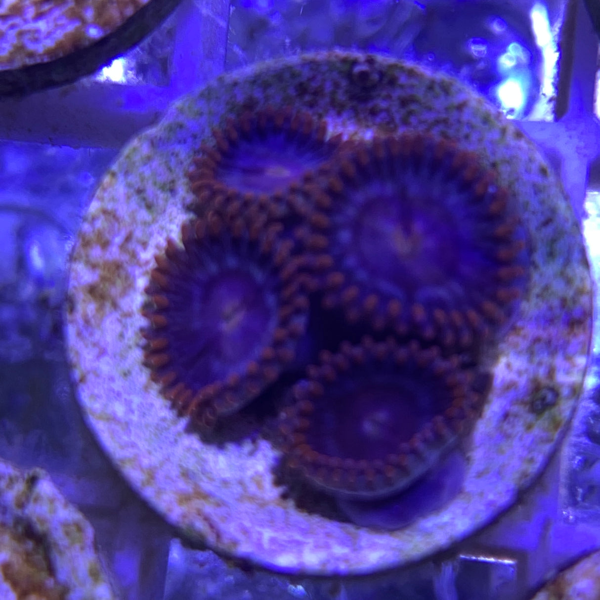 4 Polyp Zoa frag