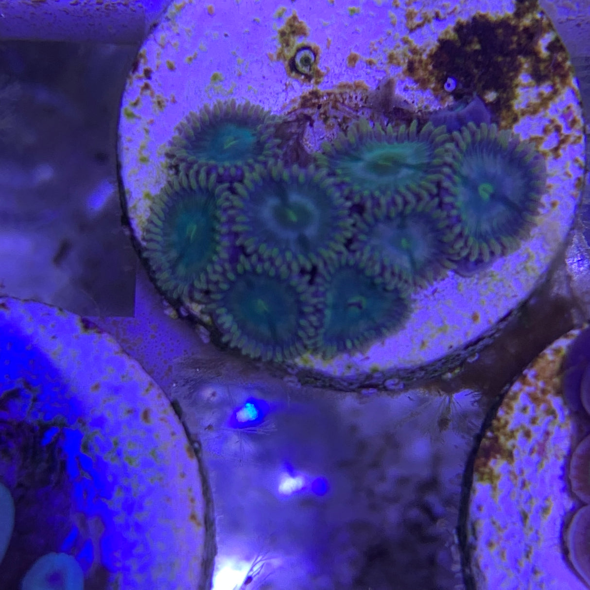 8 Polyp Zoa frag