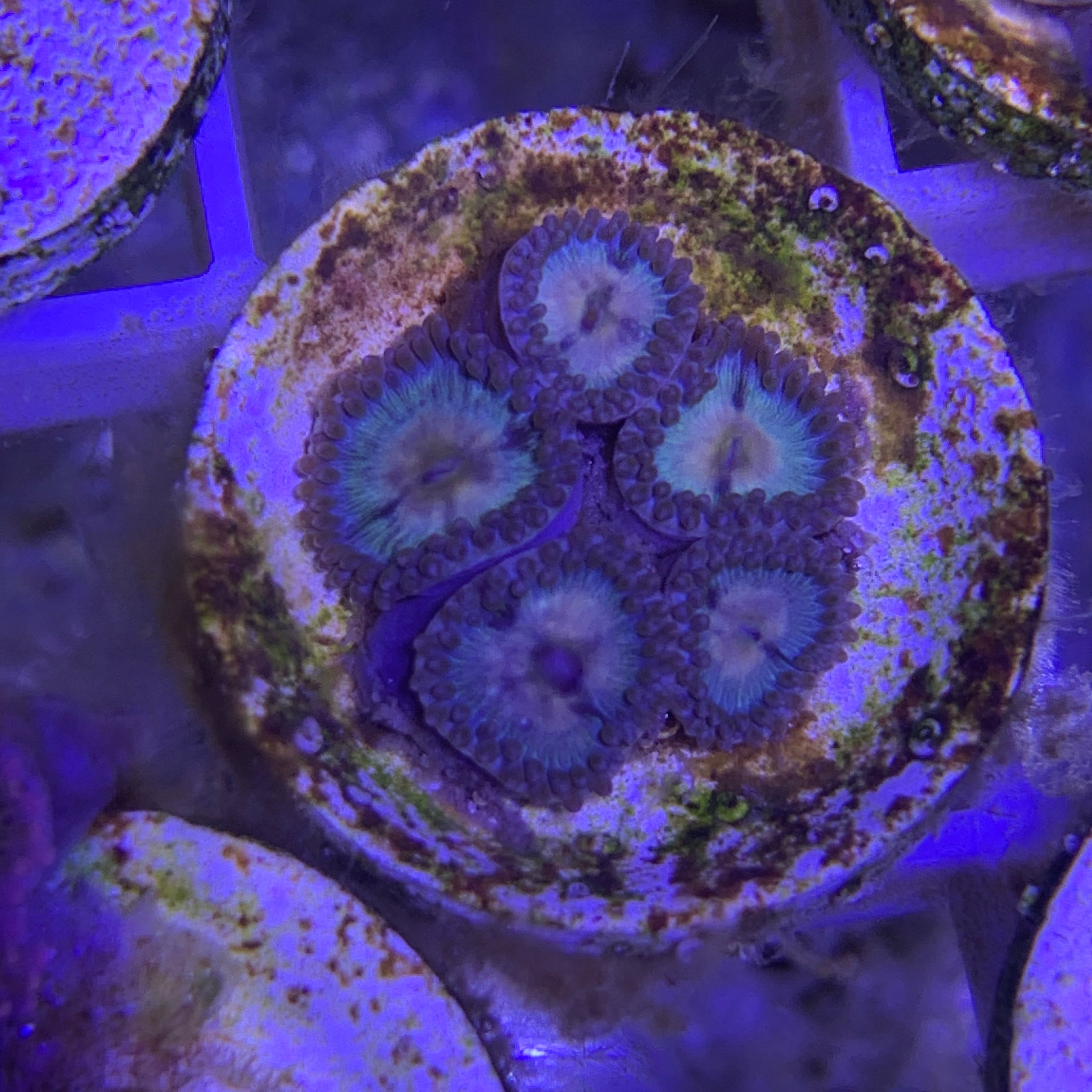 5 Polyp Zoa frag