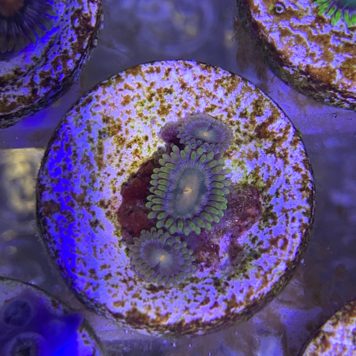 3 Polyp Zoa frag