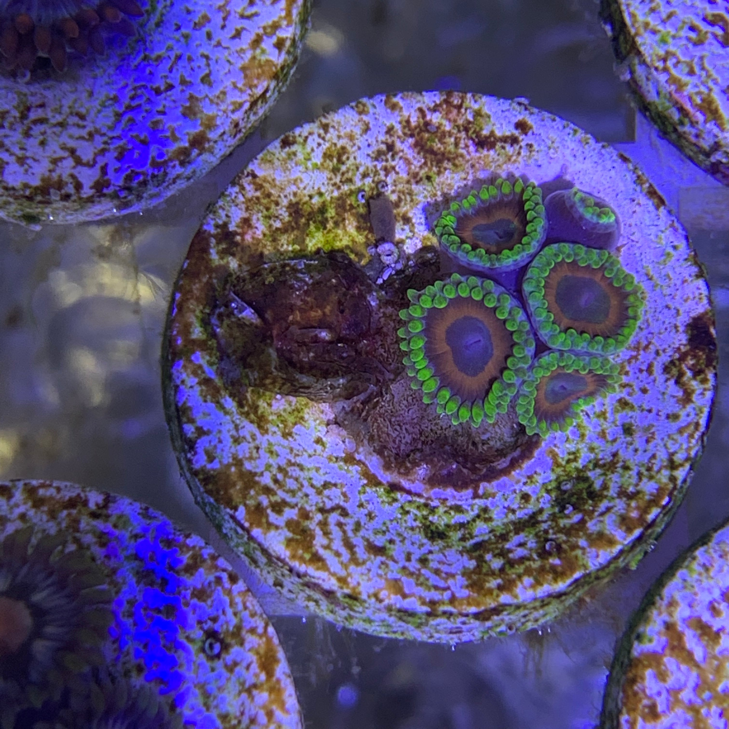 5 Polyp Zoa frag