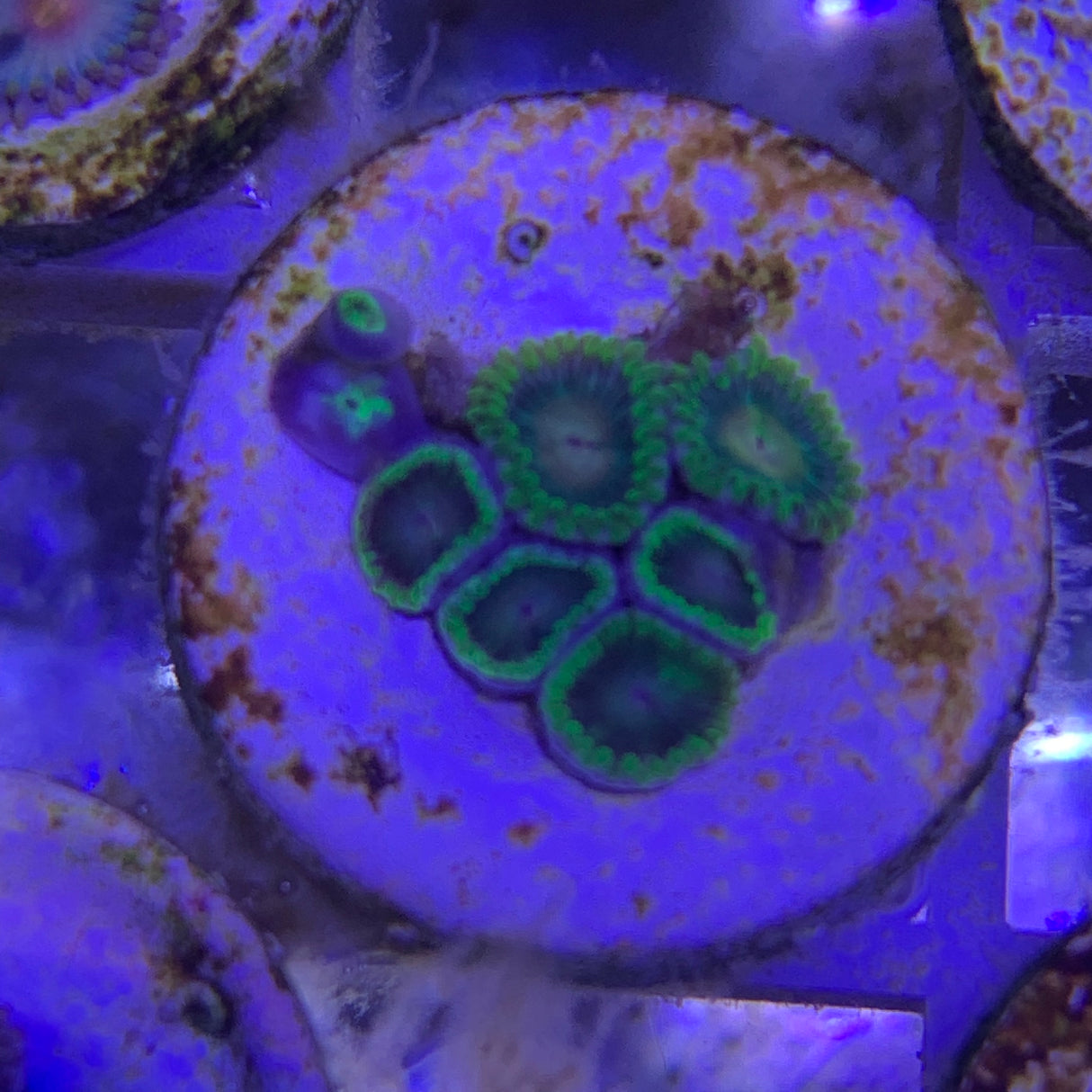 6 Polyp Zoa frag