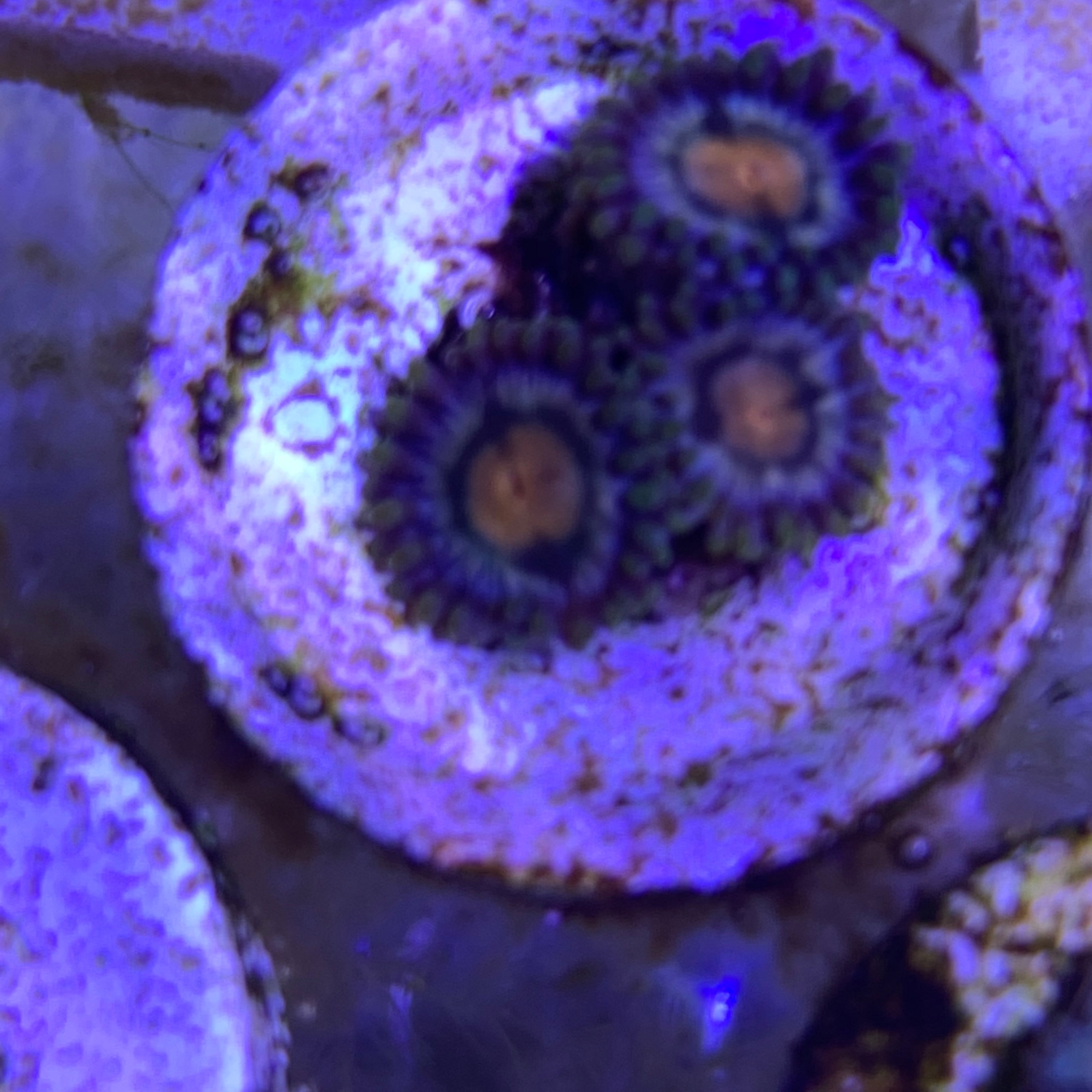 3 Polyp Zoa frag