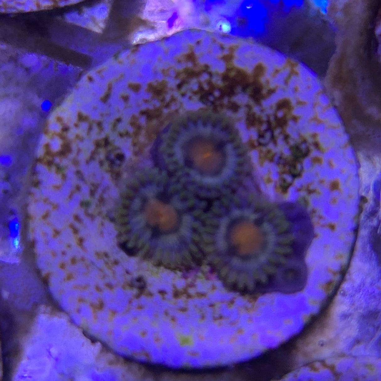 3 Polyp Zoa frag