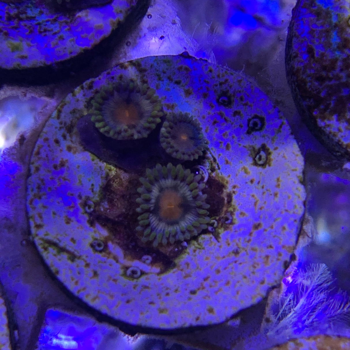 3 Polyp Zoa frag