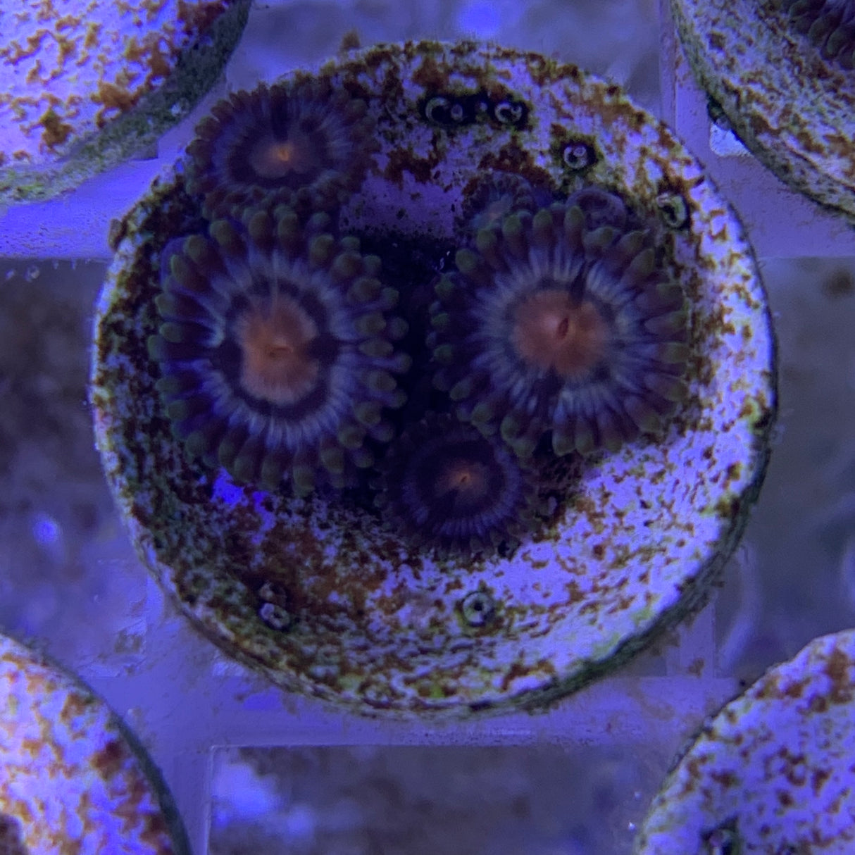 4 Polyp Zoa frag