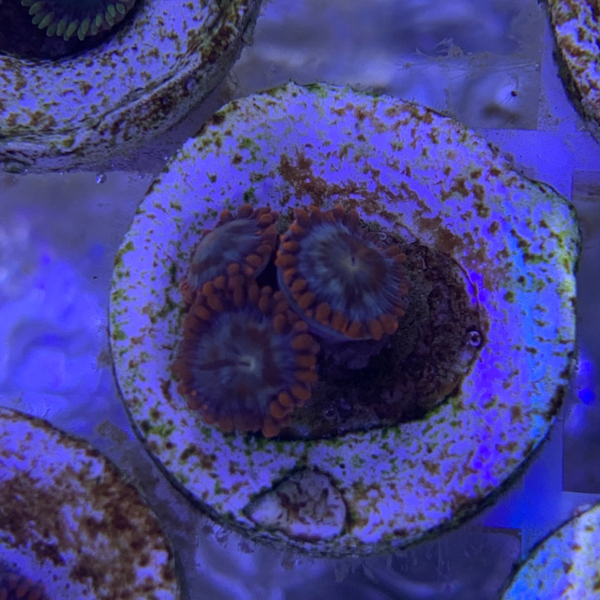 3 Polyp Zoa frag