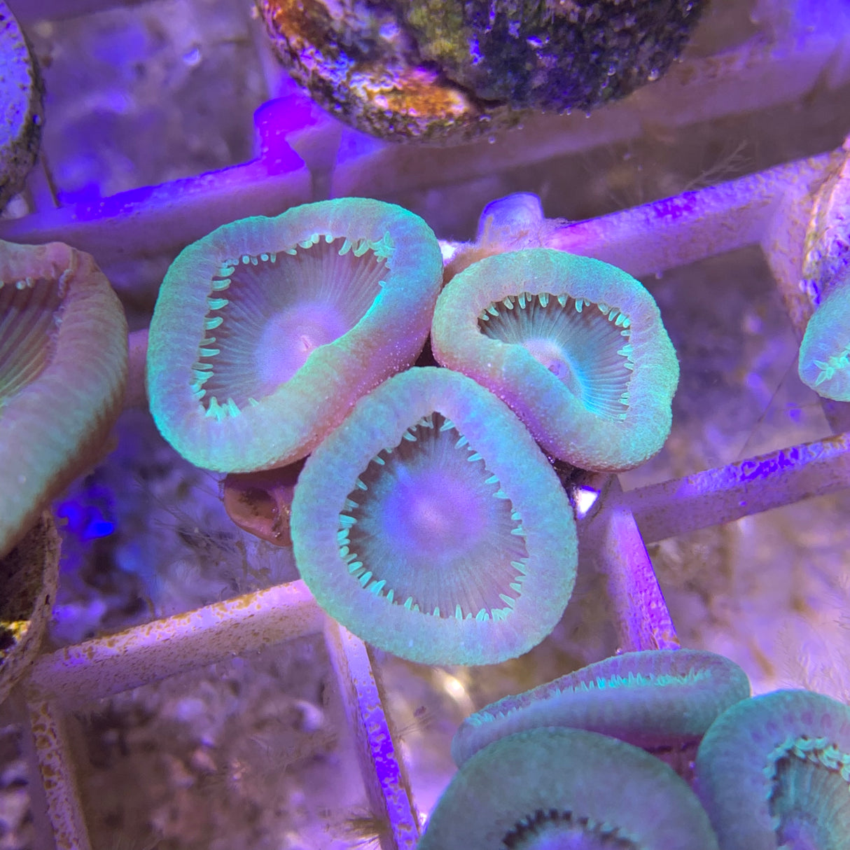 3 Polyp Zoa frag