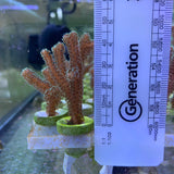 Green Hystrix Seriatopora Medium