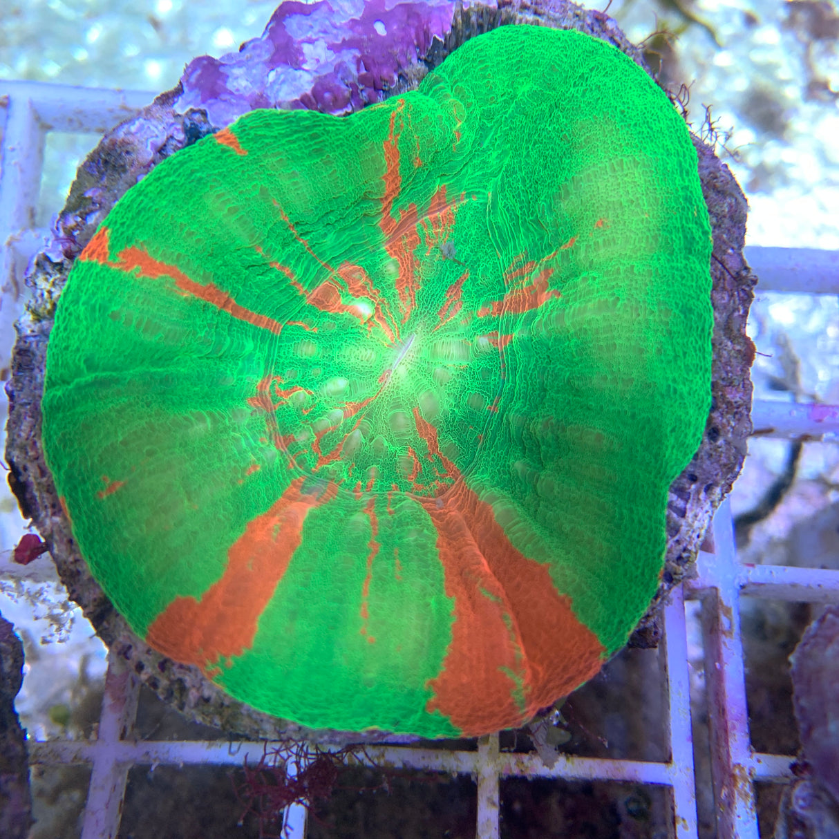 Australian Bleeding Apple Scolymia