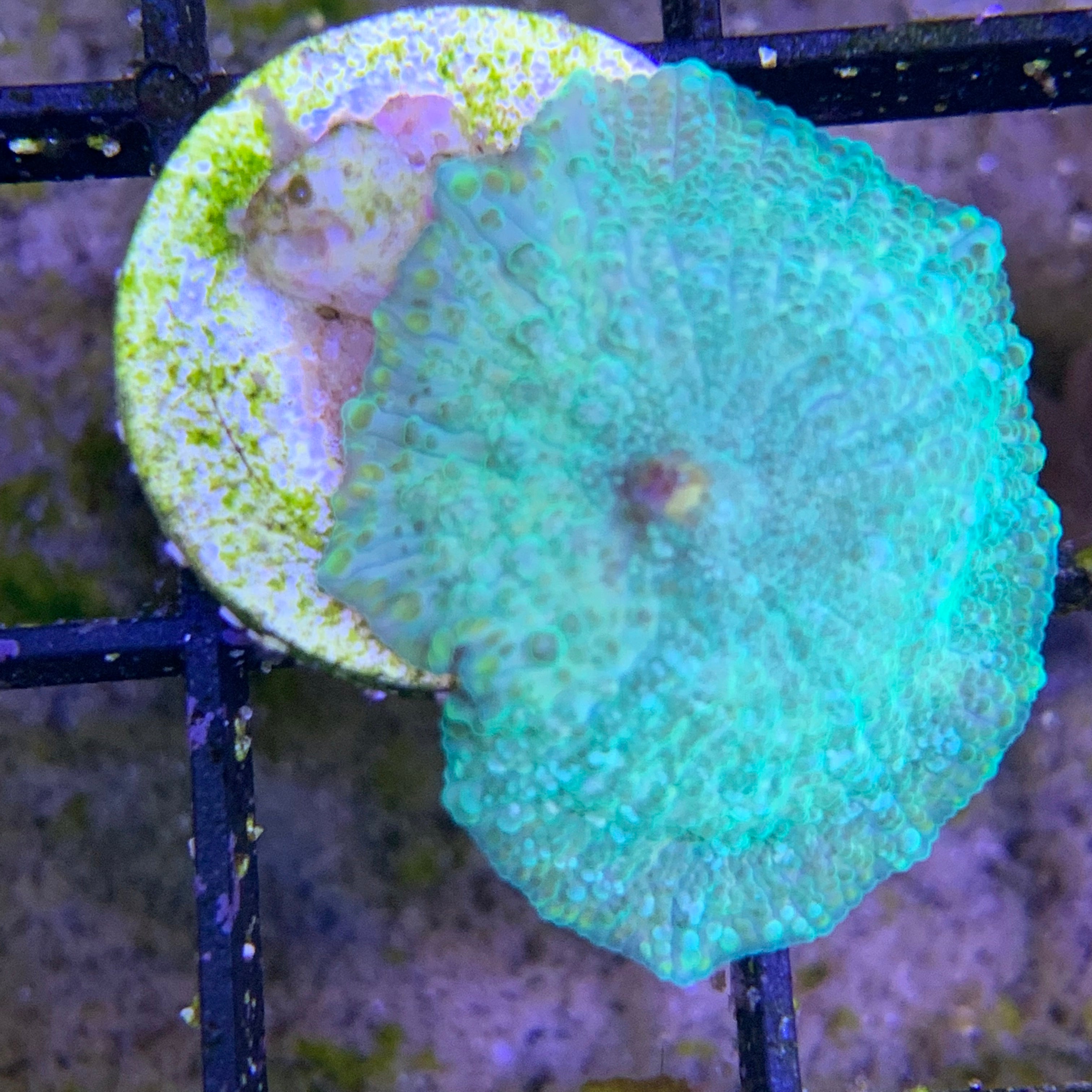 Aqua Green Mushroom