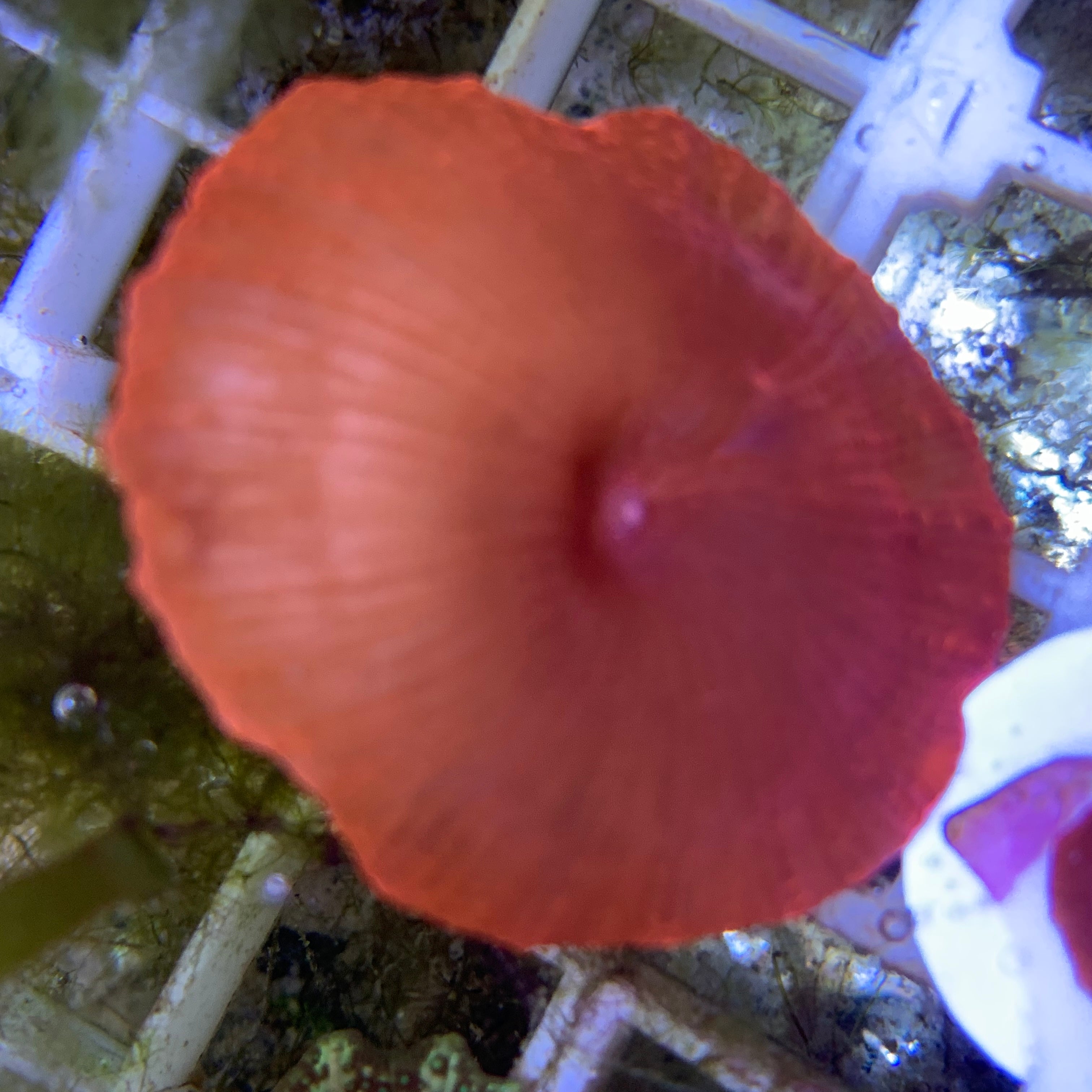 Rusty Red Mushroom
