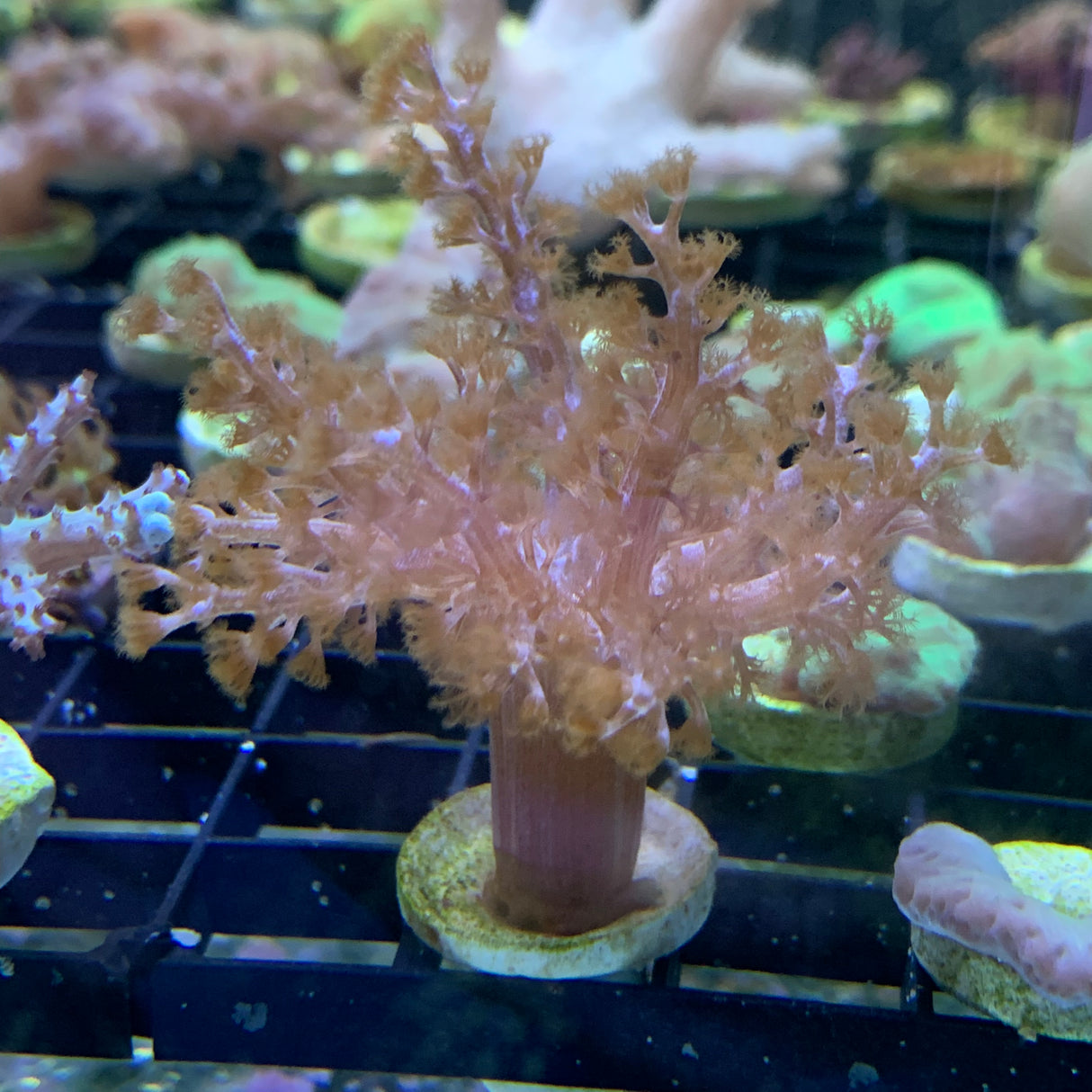 Kenya Tree Coral