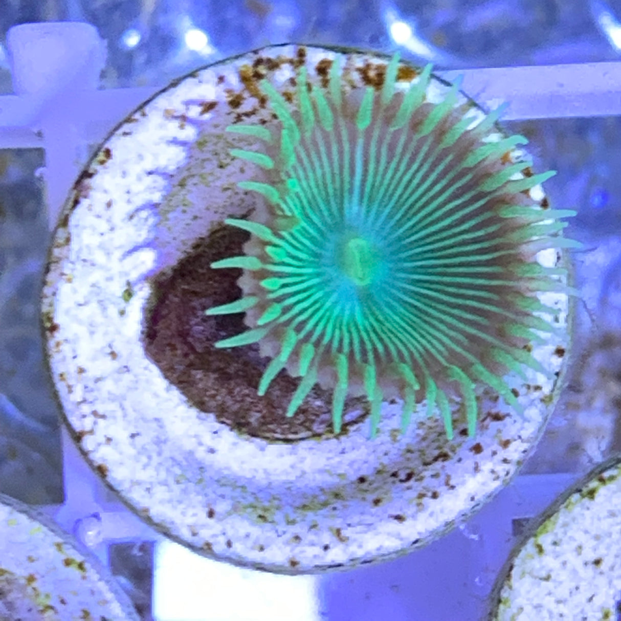 1 Polyp Zoa frag