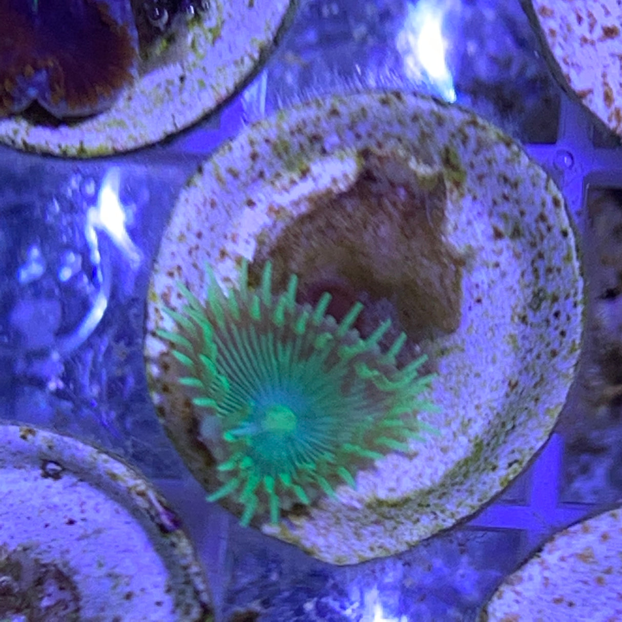 1 Polyp Zoa frag