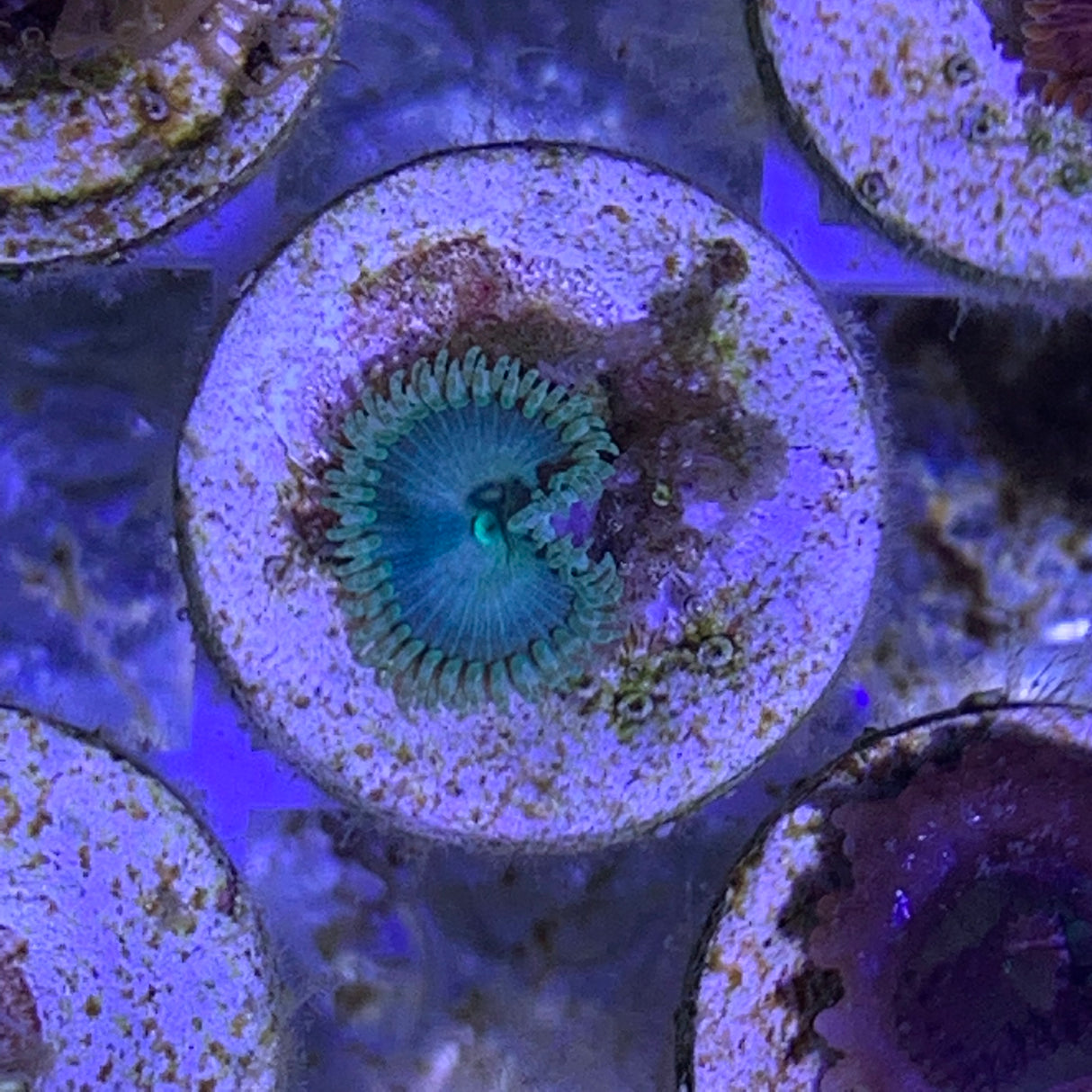 1 Polyp Zoa frag