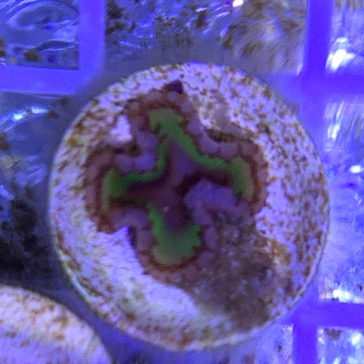 1 Polyp Zoa frag