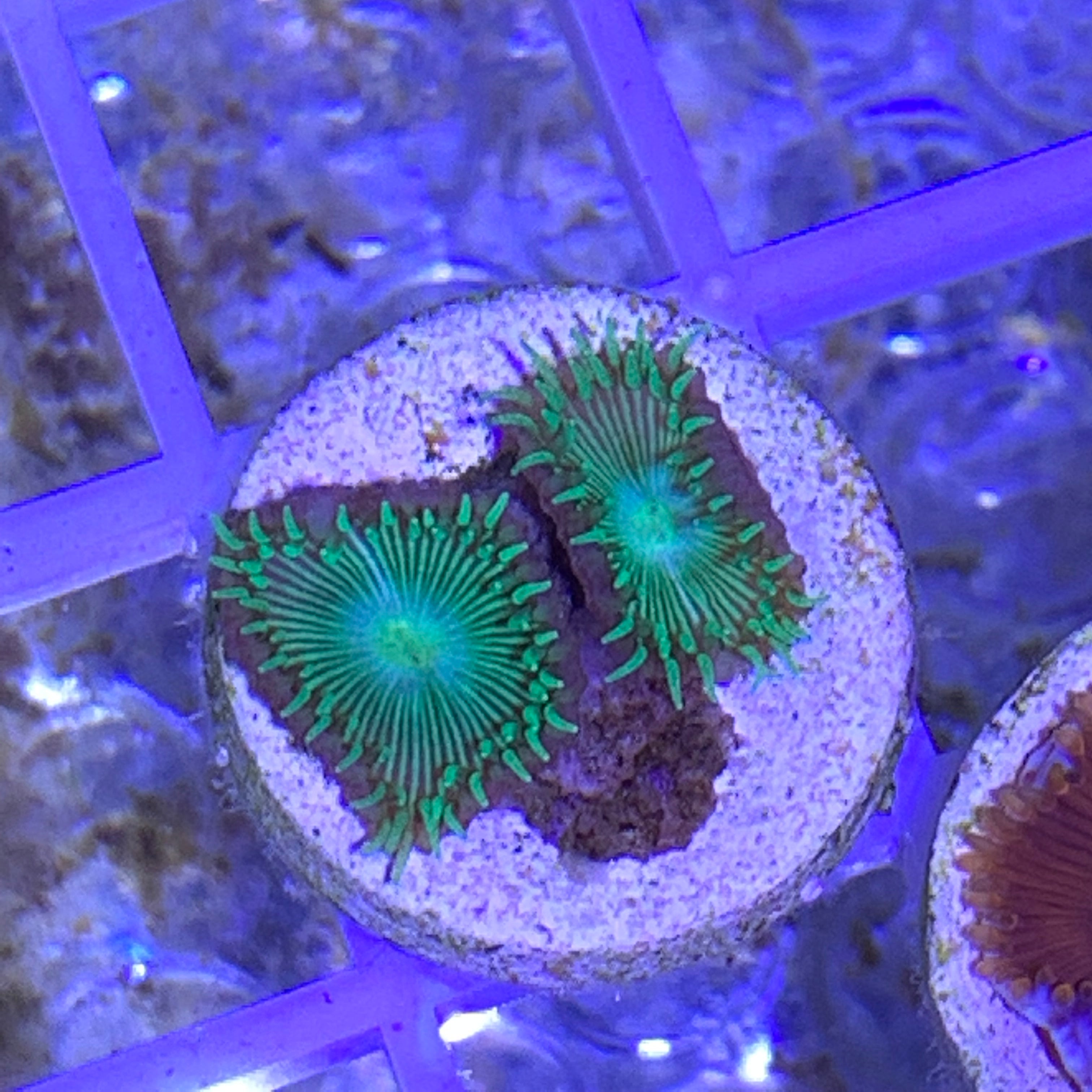 2 Polyp Zoa frag