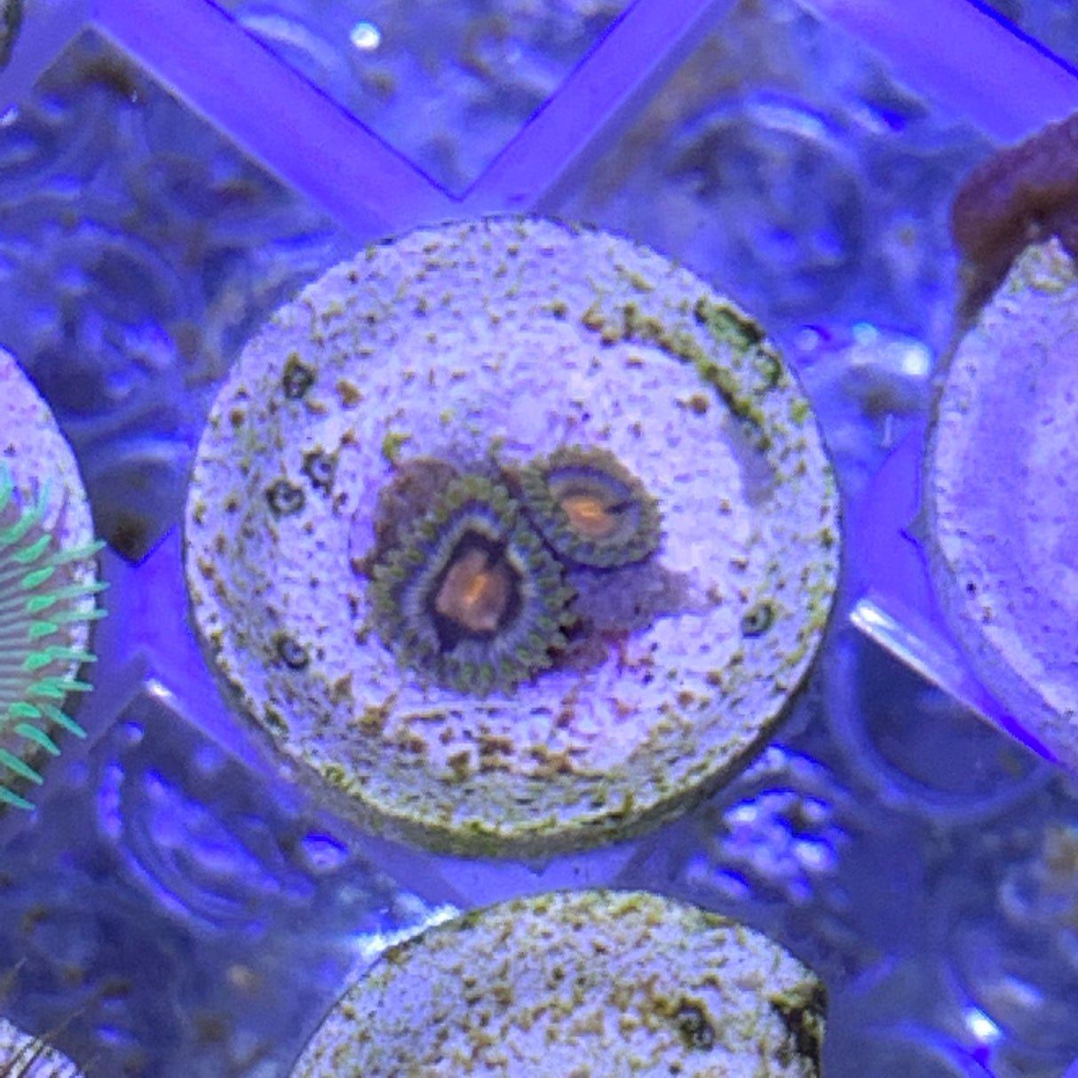 2 Polyp Zoa frag