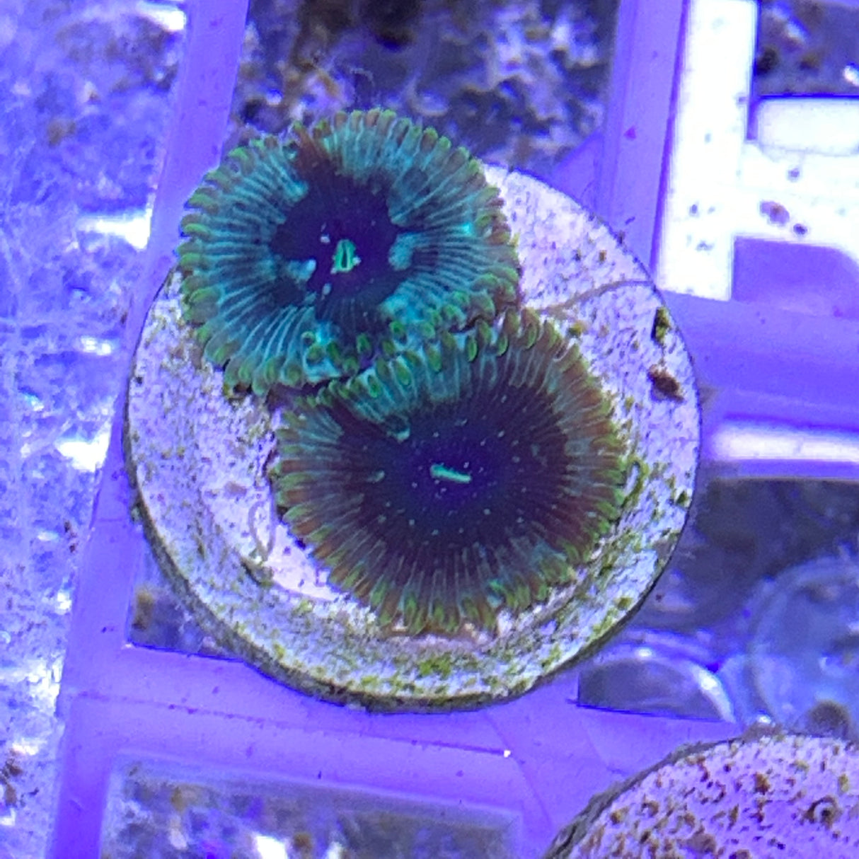 2 Polyp Zoa frag