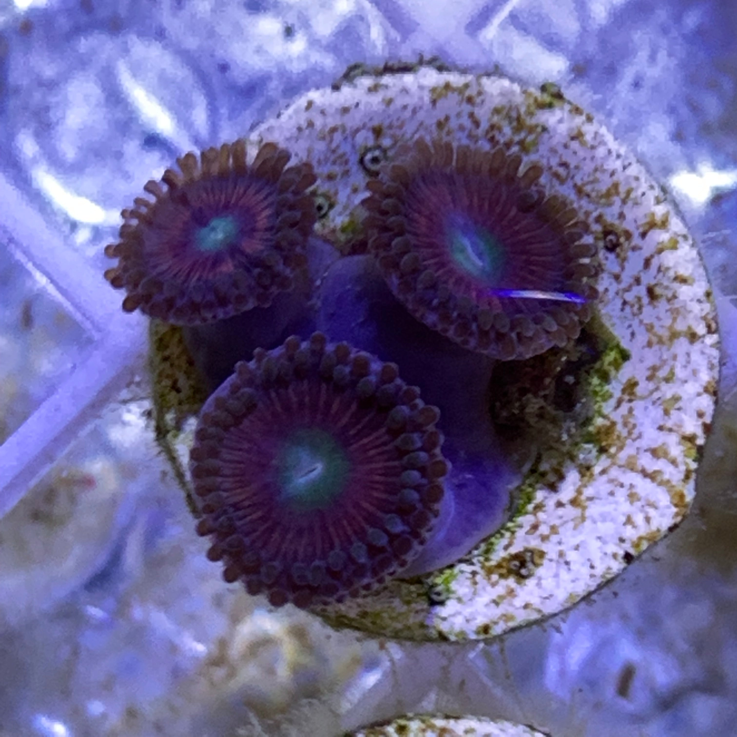 3 Polyp Zoa frag