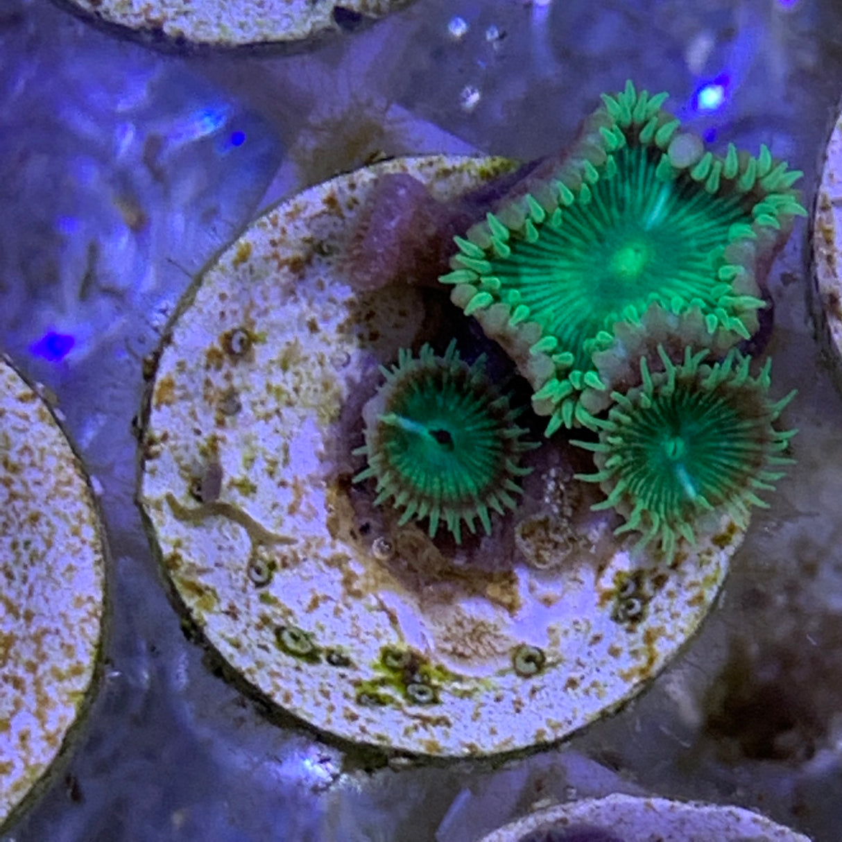 3 Polyp Zoa frag