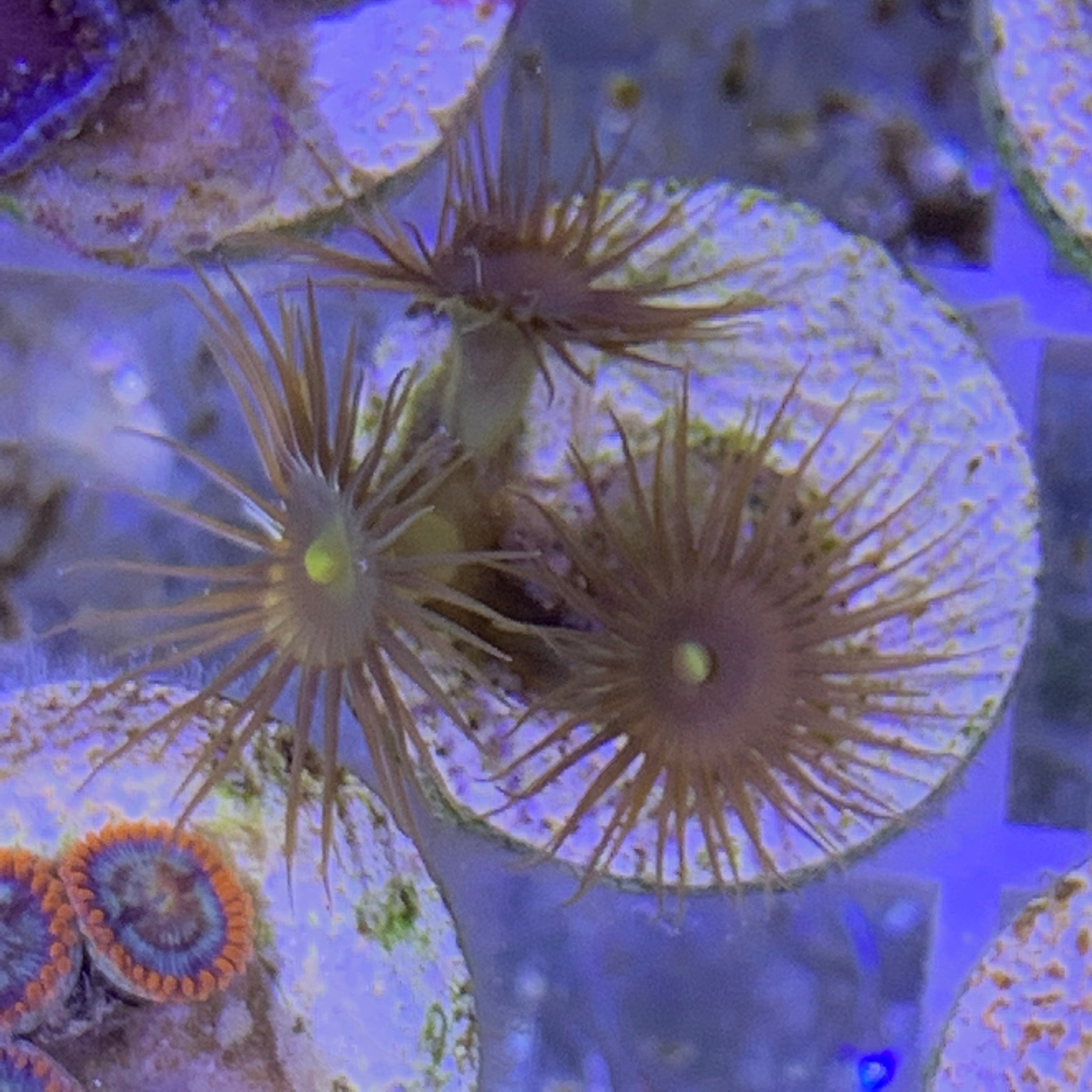 3 Polyp Zoa frag