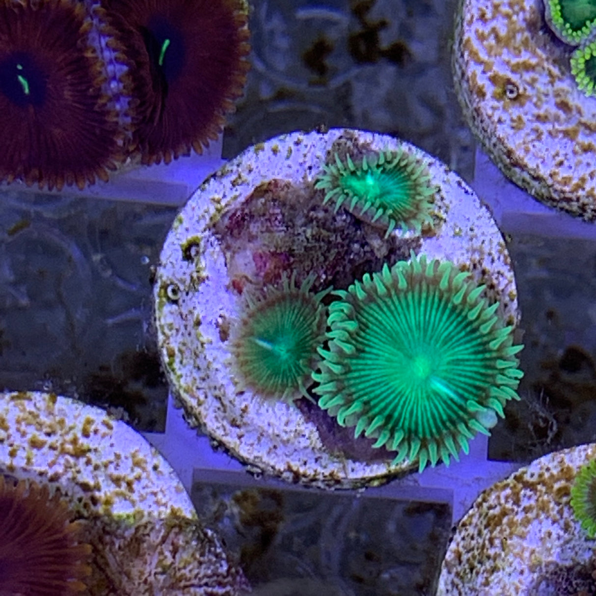 3 Polyp Zoa frag