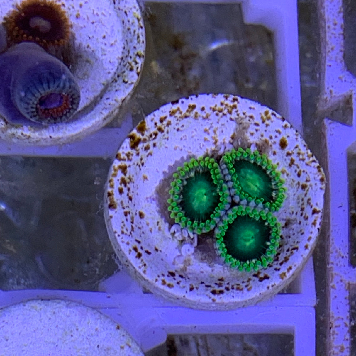 3 Polyp Zoa frag