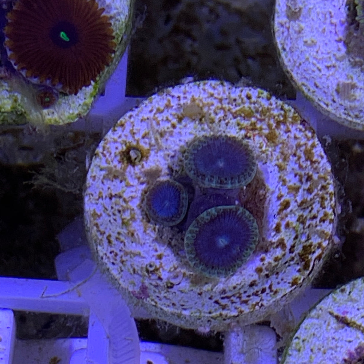 3 Polyp Zoa frag