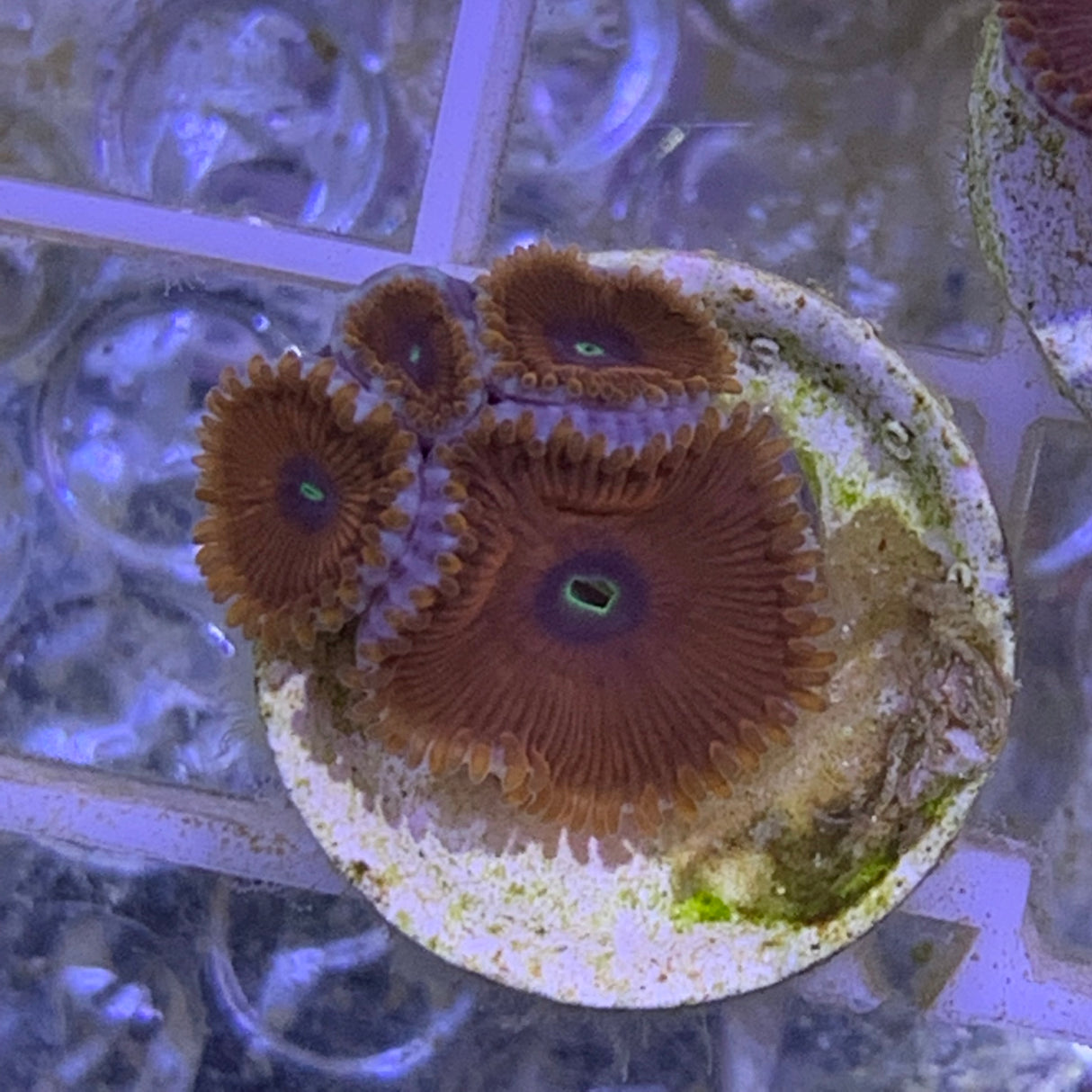 4 Polyp Zoa frag