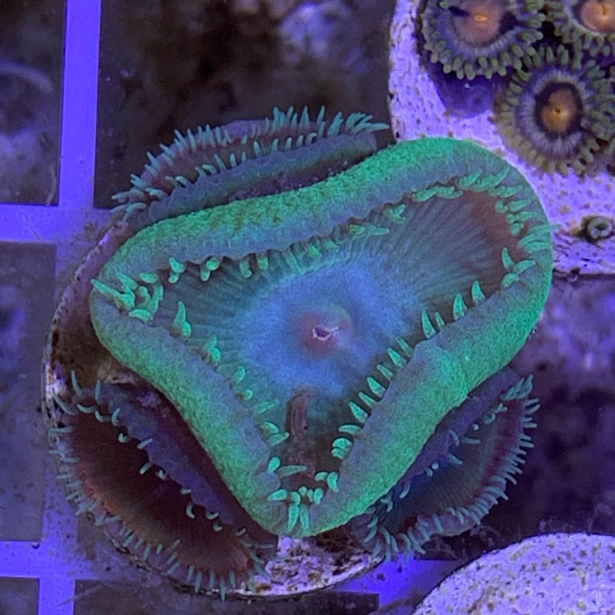 4 Polyp Zoa frag