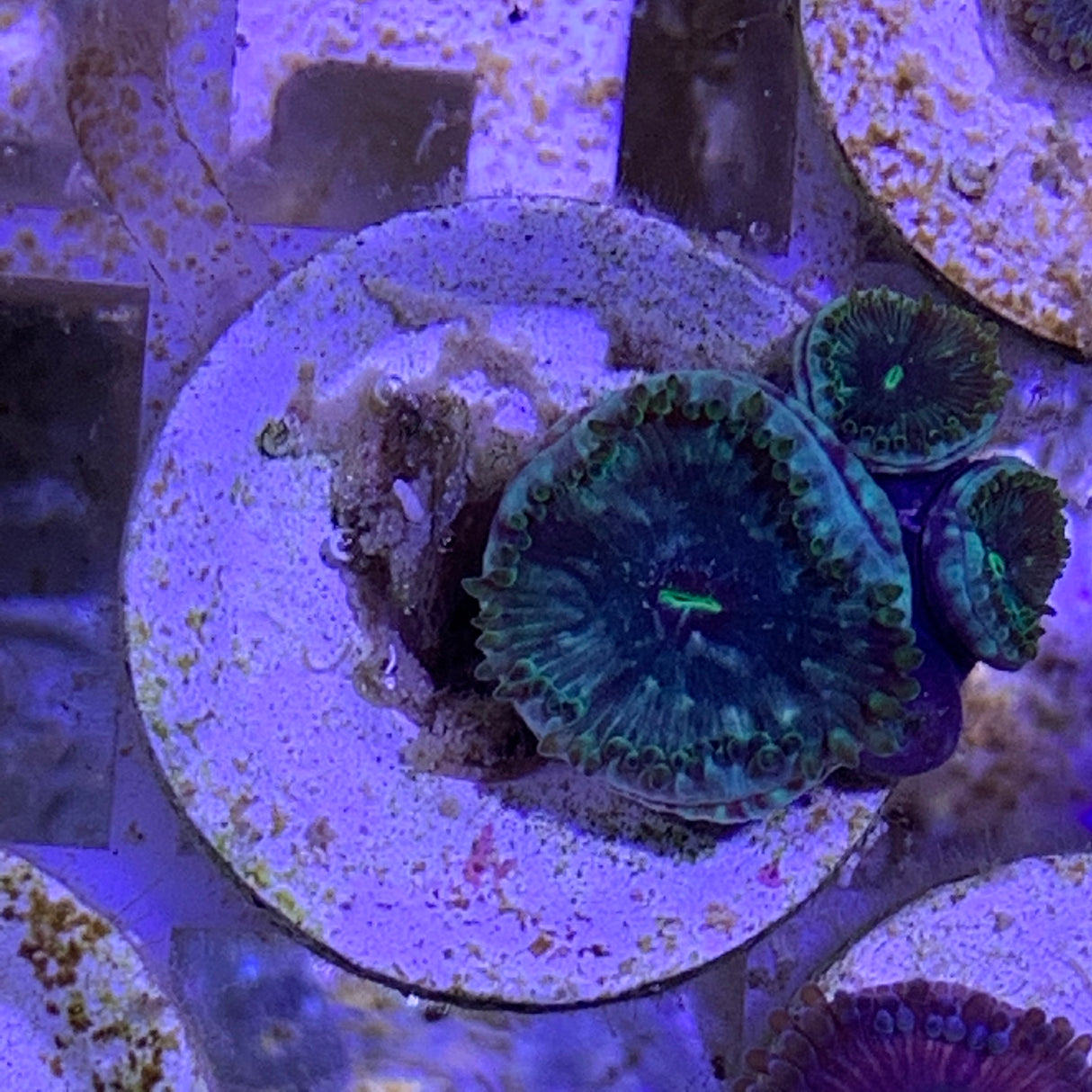 4 Polyp Zoa frag