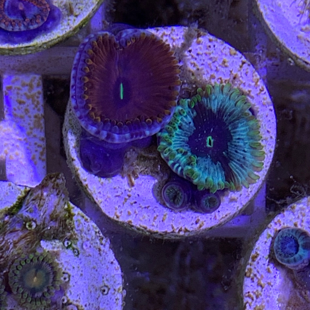 4 Polyp Zoa frag