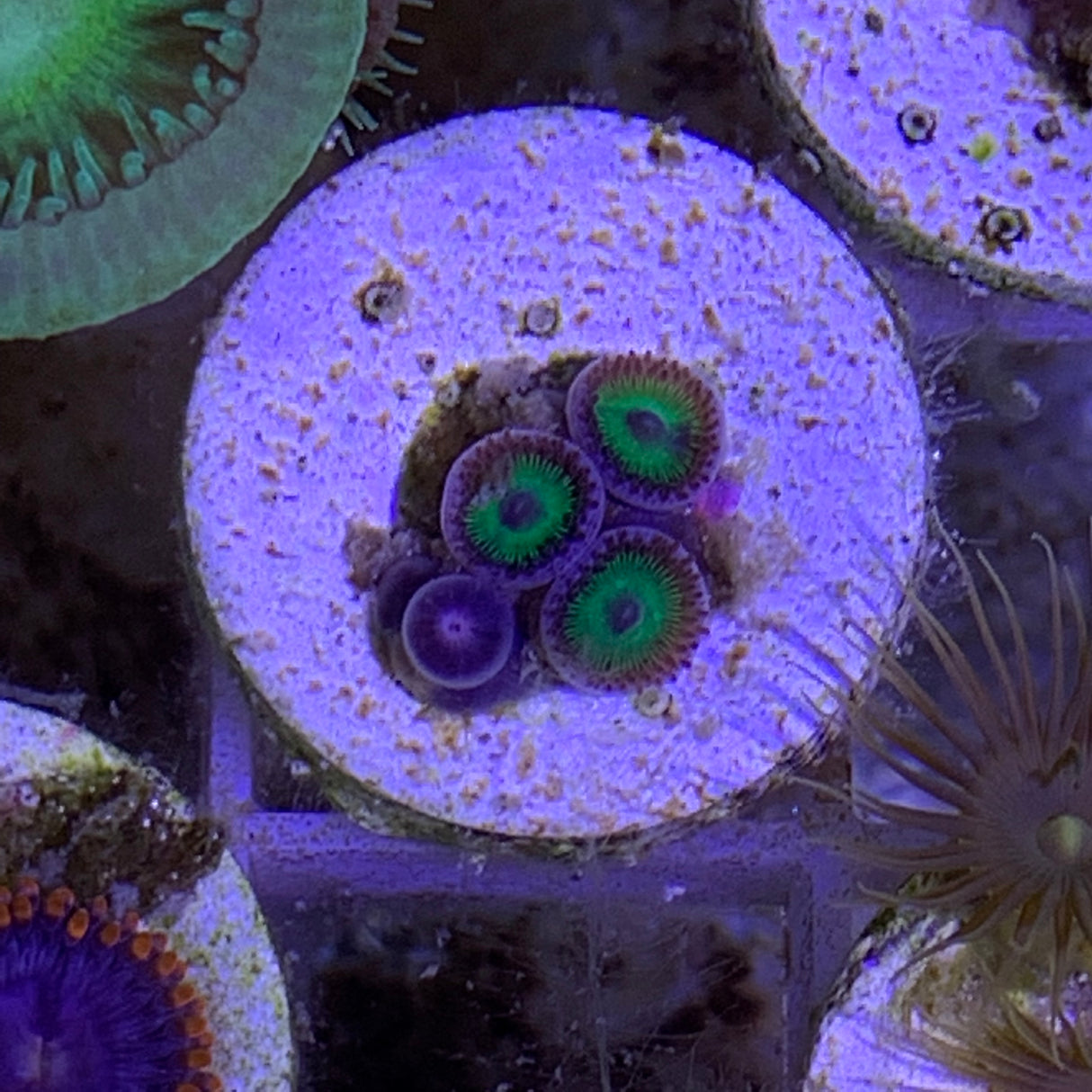 4 Polyp Zoa frag