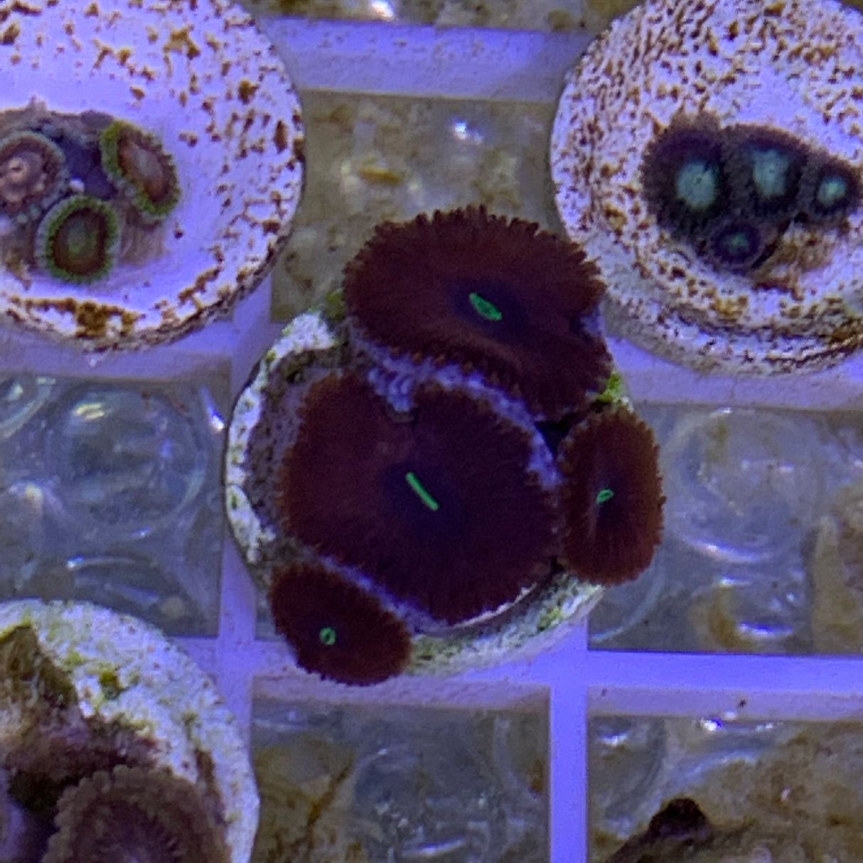 4 Polyp Zoa frag