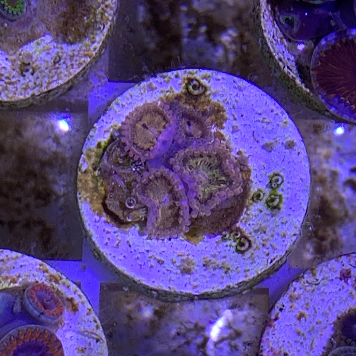 4 Polyp Zoa frag