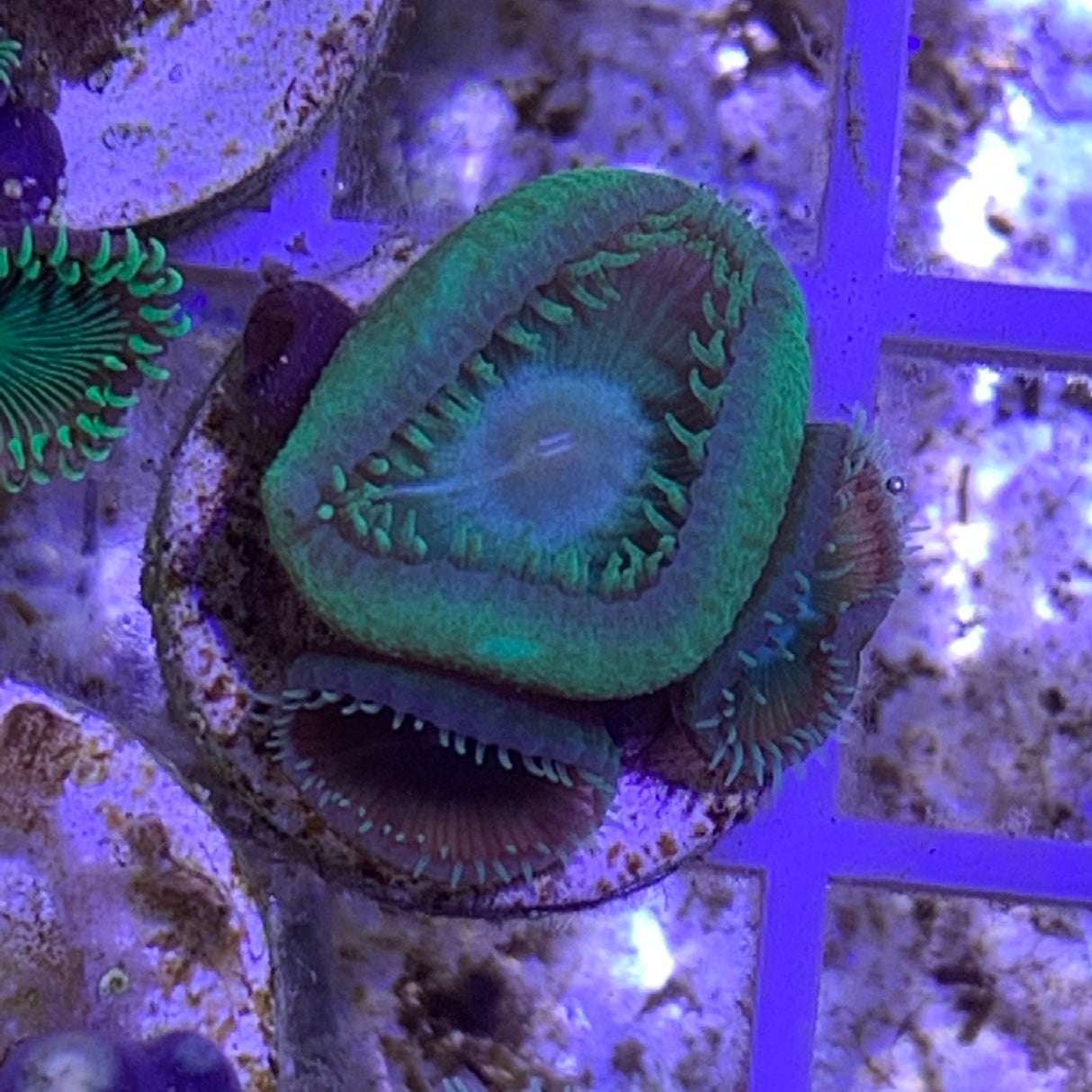 4 Polyp Zoa frag