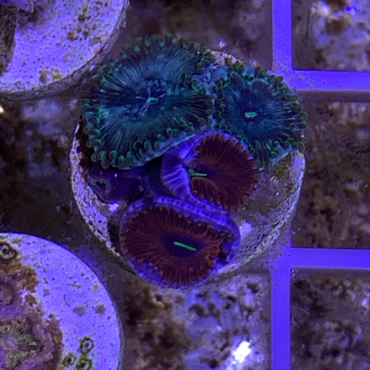 4 Polyp Zoa frag